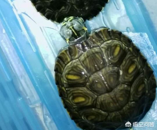 巴西龟眼睛肿:巴西龟的眼睛肿了没有氯霉素怎么治疗？