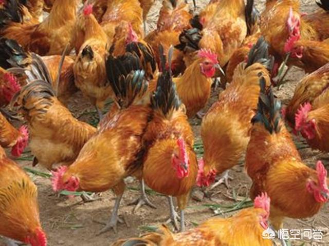 散养土鸡养殖技术:想在老家散养土鸡，如何搭建鸡舍比较合理？