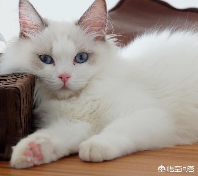 布偶猫图片:布偶猫的猫癣应该怎么处理？ 布偶猫图片及价格多少