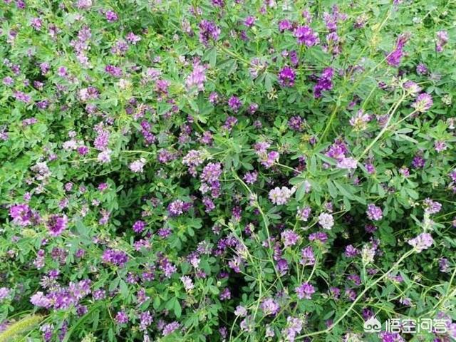 贮藏干草哪种草产量高？串叶松香草能养羊吗？