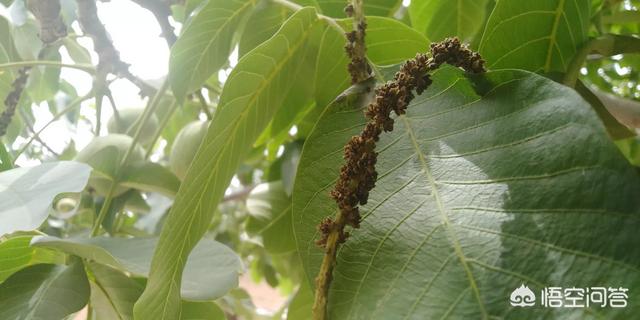 开核桃,核桃树二次开花结果质量怎么样？