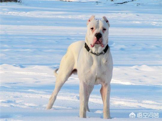 罗得西亚背脊犬和斗牛犬打架:大型犬和小型犬哪个更凶？