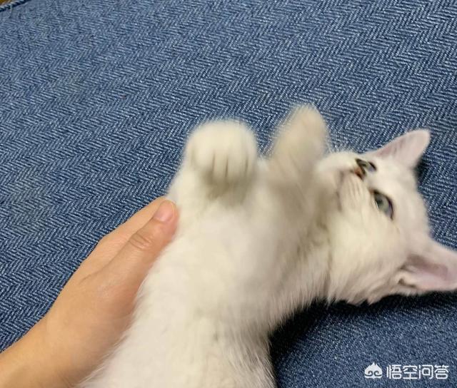 小花猫喵喵叫:新养的小猫刚拿回家，一直不停的喵喵叫，该怎么办？