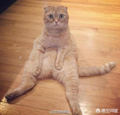 短腿猫的基因缺陷:同胞兄弟有折耳的英短立耳是否会有基因缺陷？