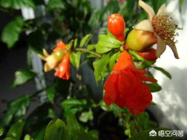 枣庄的石榴花几月开:枣庄附近有看花的好地方吗？