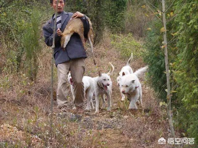 德牧和大丹犬配狗图片:我国的哪种狼犬打得过德国牧羊犬？为什么？