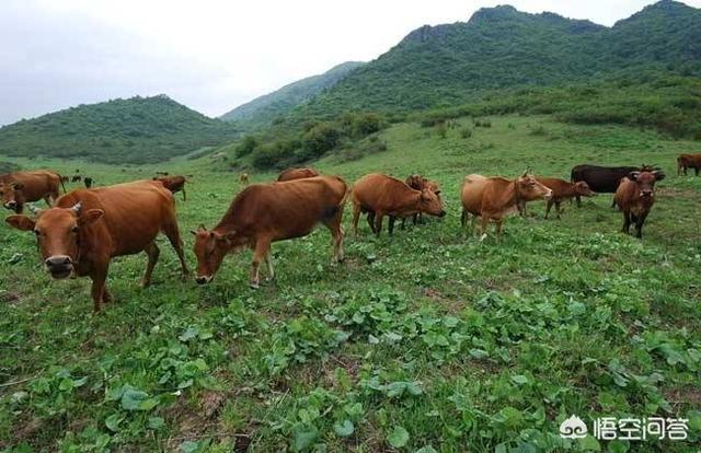 牛疾病百科大全:牛反复发烧用什么药可以好？