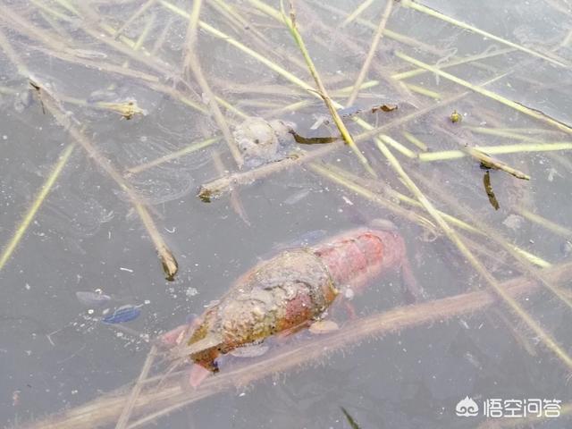 雪球虾是不是黑壳:观赏虾对温度有什么要求？