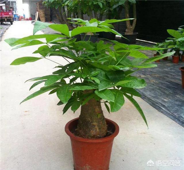 盆景发财树怎么养才长得好:发财树应该怎样浇水，能够养到第三年？