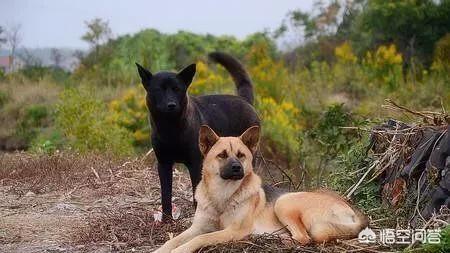 南京皇朝博美犬舍网站:南京皇朝博美犬舍网页 养只博美犬好不好，有什么优点？