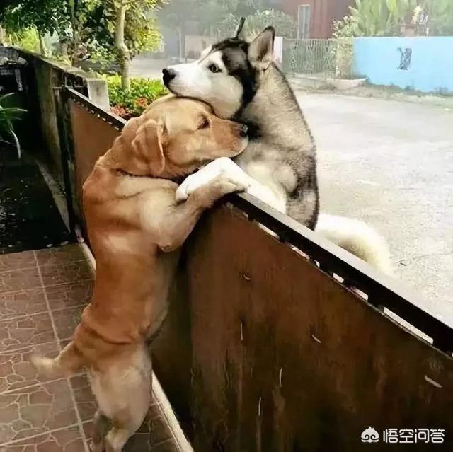 江苏皇朝博美犬舍:博美一般多少钱一只，博美犬大概多少钱？