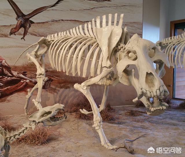 甘肃发现白化野骆驼:完齿兽是一种什么野兽据说非常残暴，是真的吗