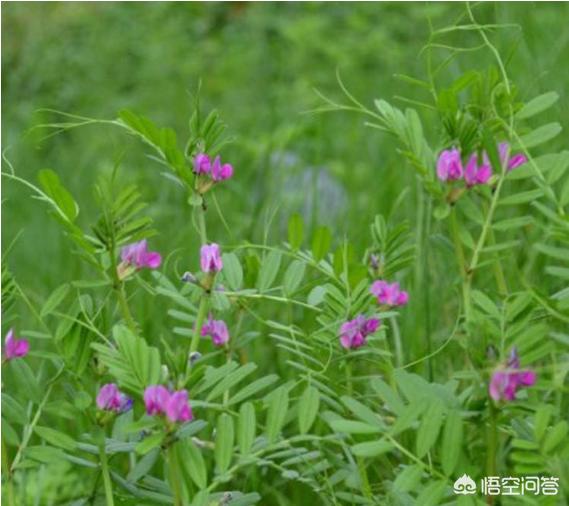牧草品种:湖北养牛种什么牧草最好？