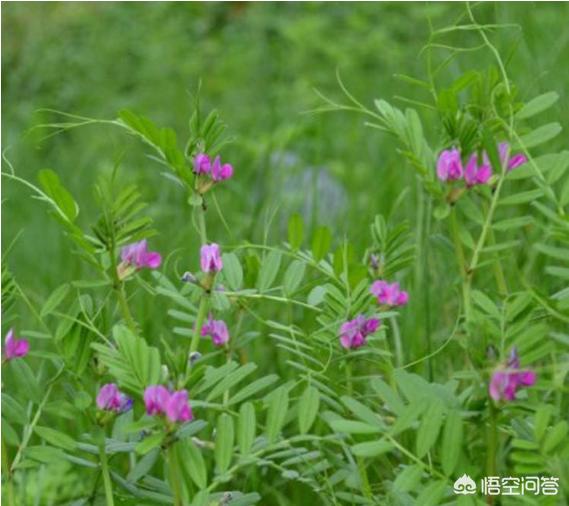 豆科牧草:湖北养牛种什么牧草最好？