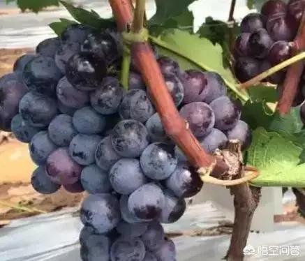 黑嘉嘉:周琦为何会在2016年奥运会后被称为“周一板”和“周躲躲”？