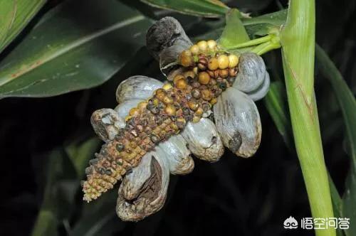 種植面積非常大,發生的病害也非常多,常見的有玉米大小葉斑病,絲黑穗