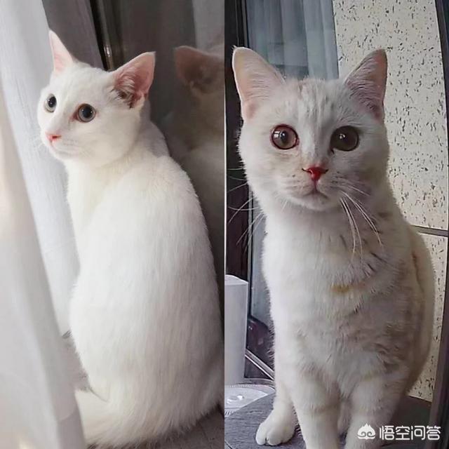 曼基康猫布偶猫:为什么还有人花大价钱买布偶猫？