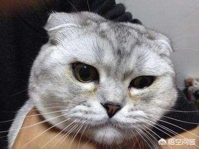 橘猫吃药视频:猫咪生病了，一直流眼泪怎么办？ 橘猫吃醋视频