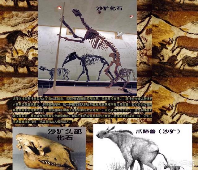 无人岛发现活恐龙，神农架发现“驴头狼”，早已灭绝50万年的生物，为何又突然出现
