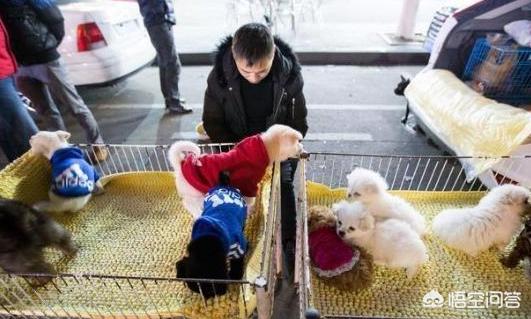 萨摩犬舍:如何挑选纯种的萨摩耶幼犬？