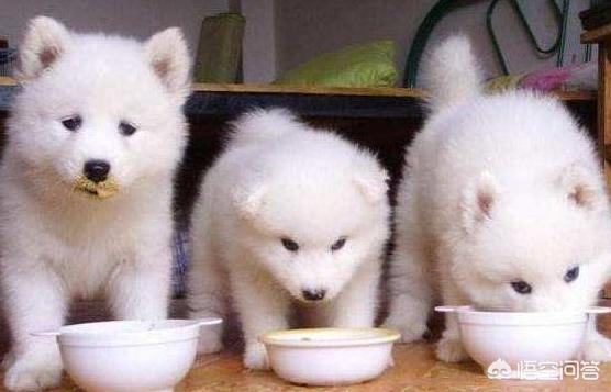 萨摩犬舍:如何挑选纯种的萨摩耶幼犬？