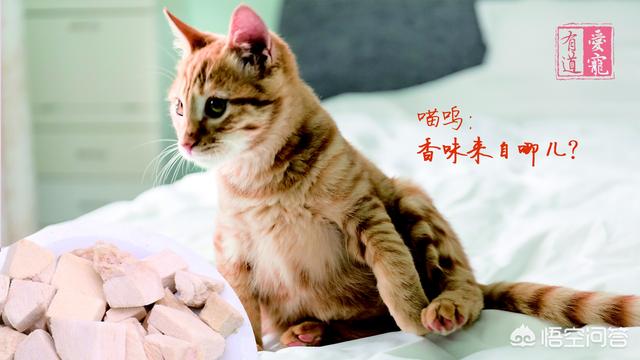 明教圣猫养育资格:自制冻干猫零食，如何自制猫冻干？