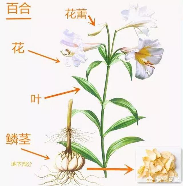 食用百合长什么样,百合花与食用百合有什么区别？