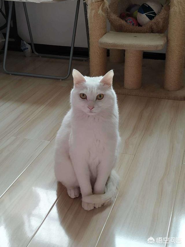 中华田园猫到美国多少钱:网友养了只田园猫被养蓝猫的同学嫌弃，不是品种猫真的就差吗？