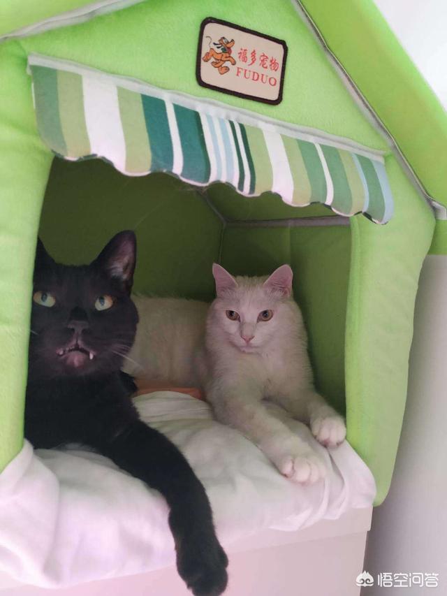 中华田园猫到美国多少钱:网友养了只田园猫被养蓝猫的同学嫌弃，不是品种猫真的就差吗？