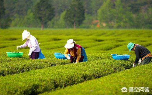 绿茶冲泡温度:如何冲泡绿茶才能避免“嫩茶泡熟”