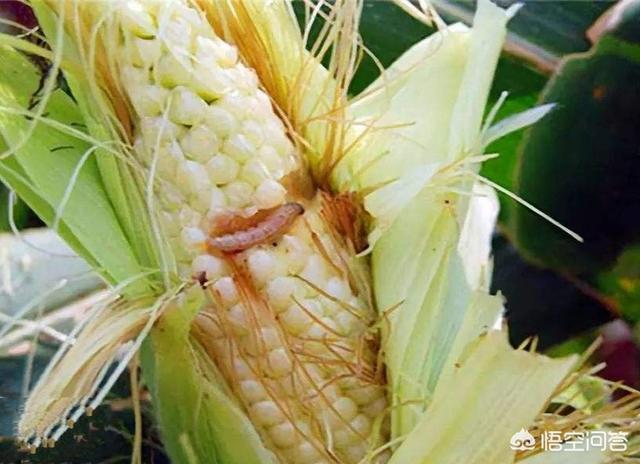 玉米棒为什么经常被虫蛀,怎么防治?-图1