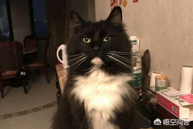三文鱼边角料做猫饭:如果每天只喂猫咪生肉和冻干，是否科学健康？
