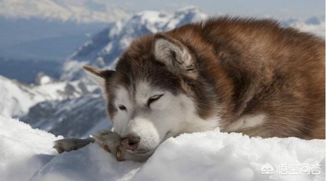 阿拉斯加雪橇犬怎么养殖:怎样才能让阿拉斯加不拆家？