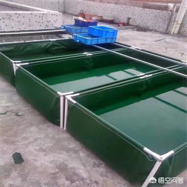 淡水虾养殖的创业故事:淡水虾养殖创业项目 在一百平米的帆布虾池养虾，能有多少利润？