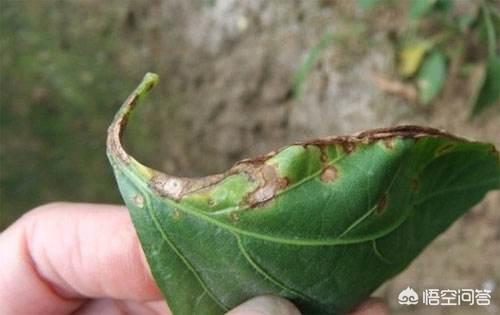 可得治:夏季雨水多，几场雨下来导致辣椒大量落叶，应该如何防治？