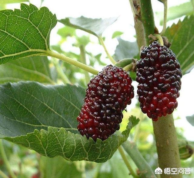 扶桑树:到日本有东渡扶桑之说，这是什么意思呢有哪些依据