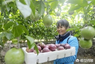 碰碰香怎么养开花:盆栽养的黄木香不开花怎么办？