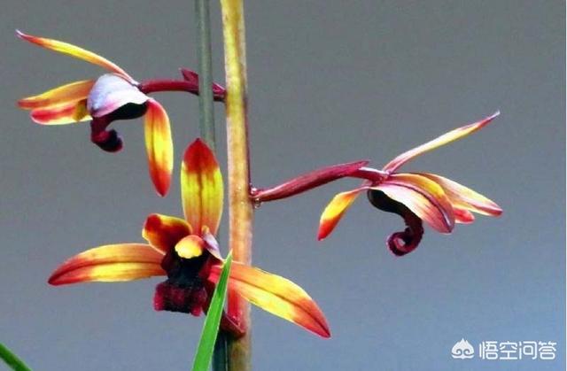 九子大花蕙兰图片大全:一枝蕙兰最多可以开几朵花？有哪些养花技巧？