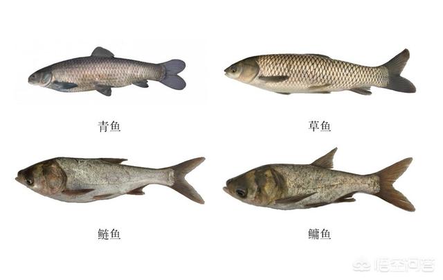 水虎鱼能和什么混养:四大家鱼可以跟青蛙牛蛙一块混养不？