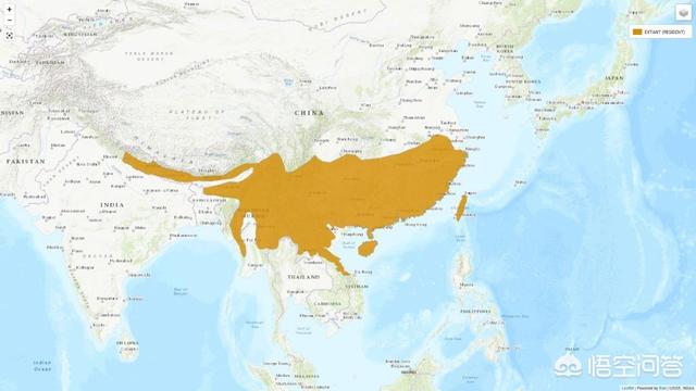 穿山甲灭绝了吗:穿山甲真的要被我们吃灭绝了吗？