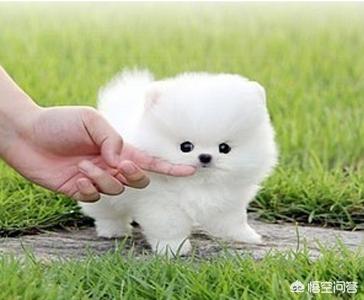 俊介是什么品种的狗:俊介犬好养吗，俊介是博美犬的一种
