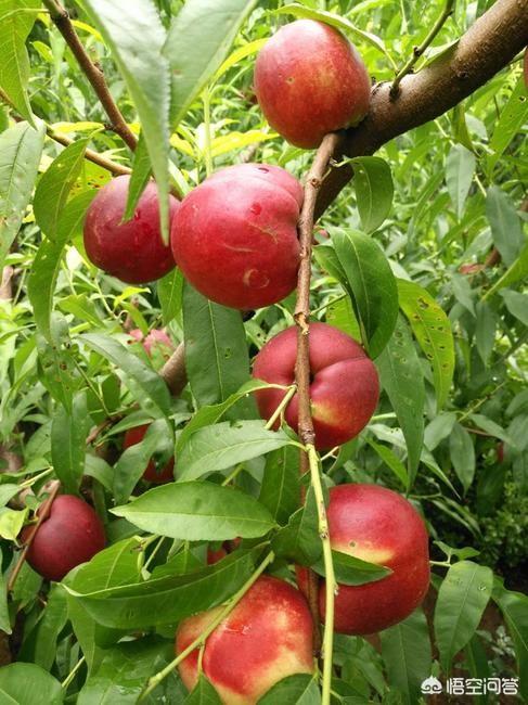 头条问答 - 红芙蓉油桃抗冻吗?(6个回答)