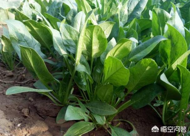 兔子更喜欢哪种食物日常生活:实际上兔子更喜欢哪种食物 兔子吃的食物最好是什么？以及养兔子的建议？