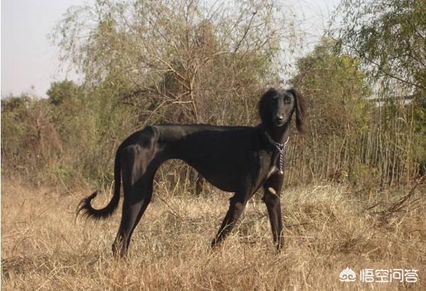 速度与猎豹不相上下的格雷伊猎犬:哮天犬的法力如何，属于什么样的级别？