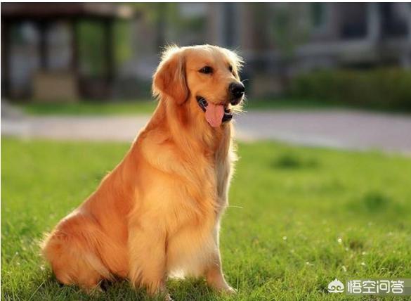 柯基摔狗事件女主人:柯基犬犯错不能打它的什么位置？