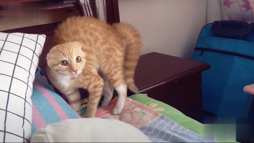 两只短腿猫打架:我家两只猫一公一母，两只猫天天打架，想知道他俩是真打还是玩？