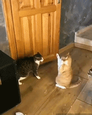 两只短腿猫打架:我家两只猫一公一母，两只猫天天打架，想知道他俩是真打还是玩？