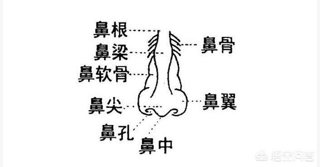 人鼻腔结构图:鼻子的结构是什么样子的？