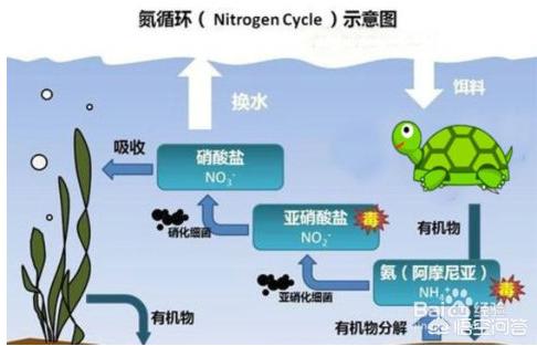 养枯叶龟需要过滤吗:用乌龟过滤器可以防止乌龟得白眼病吗？