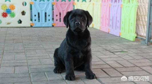 拉布拉多幼犬喂养食量:九个月大的拉布拉多犬一天喂几次比较合适？